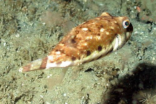 Bandtail puffer